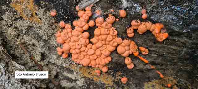 Lycogala epidendrum