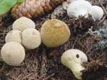 Lycoperdon perlatum 