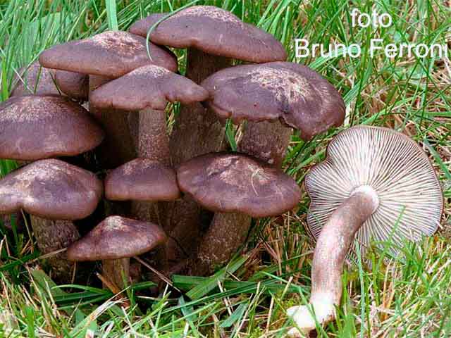 Lyophyllum decastes