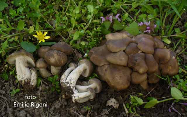 Lyophyllum decastes