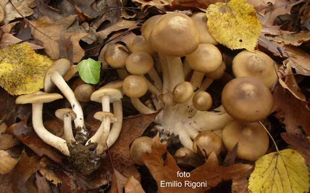 Lyophyllum decastes