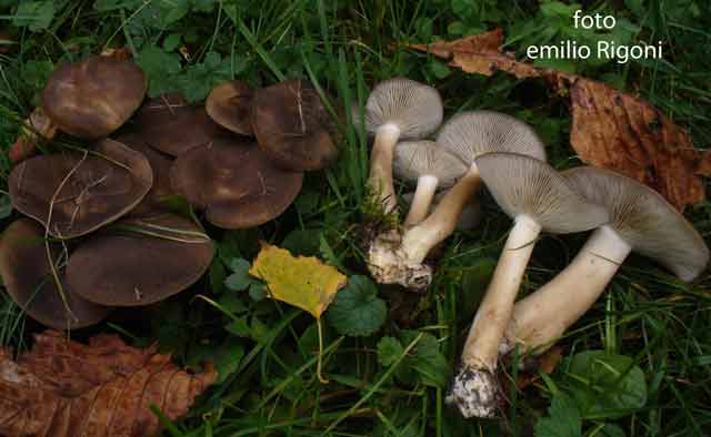 Lyophyllum decastes