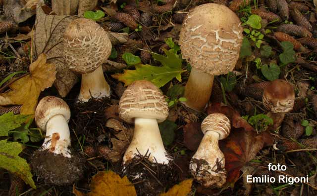 Macrolepiota rhacodes