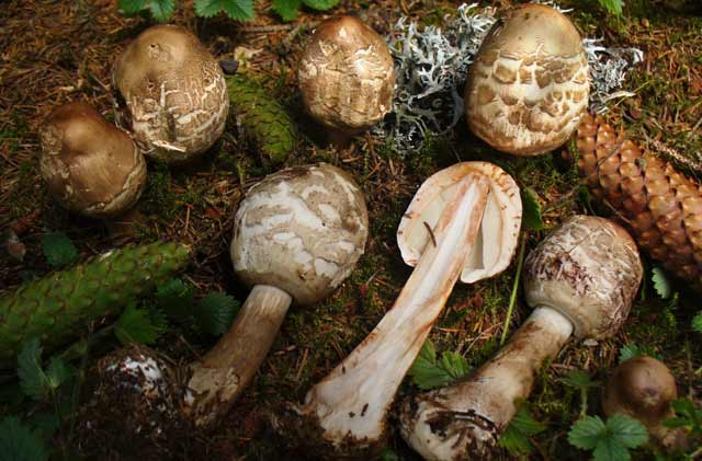 Macrolepiota rhacodes