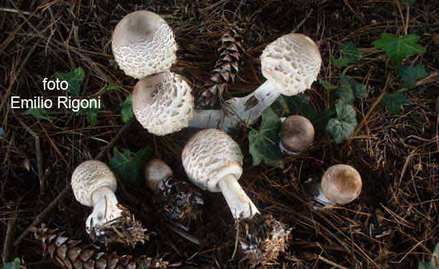 Macrolepiota rhacodes