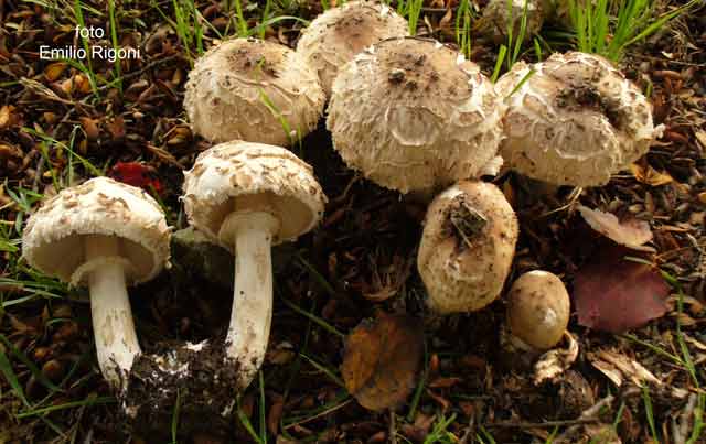 Macrolepiota rhacodes var- bohemica