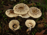 Macrolepiota venenata