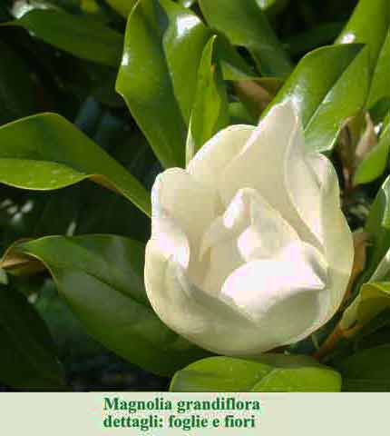Magnolia grandiflora