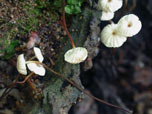 Marasmius rotula 