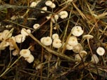 Marasmius bulliardii 