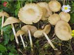 Marasmius oreades