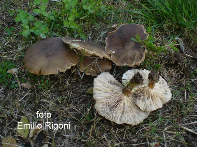 Melanoleuca brevipes