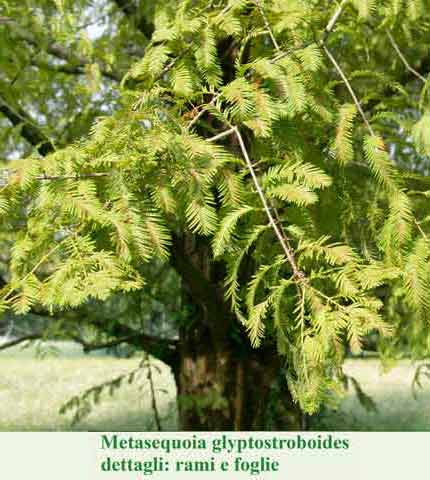 Metasequoia glyptostroboides