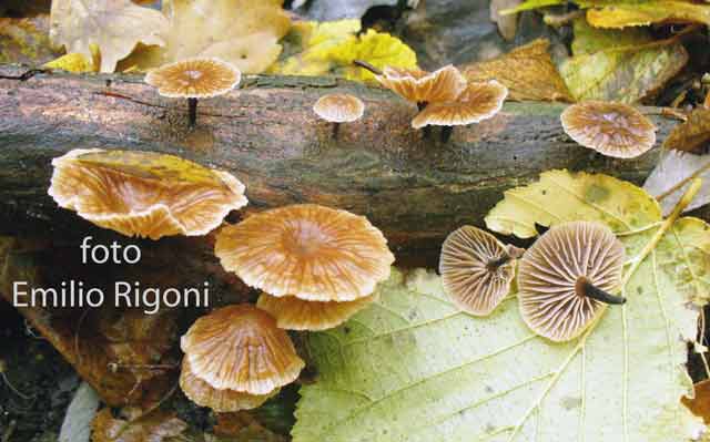 Micromphale foetidum