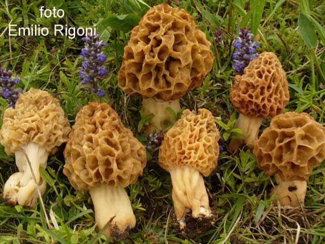 Morchella rotunda
