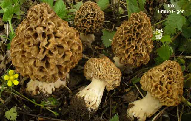 Morchella  rotunda