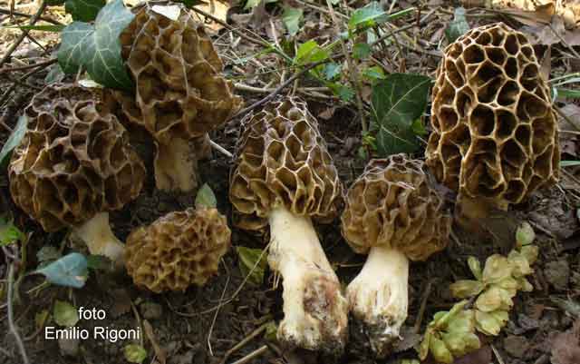 Morchella rotunda