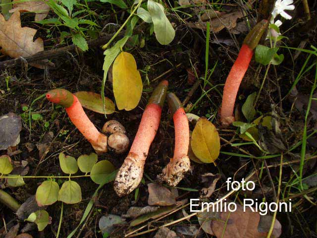 Mutinus elegans