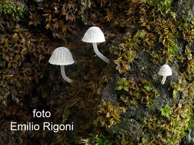 Mycena adscendens 