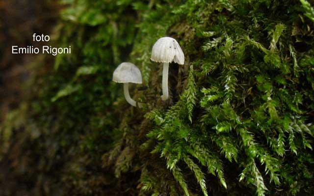 Mycena adscendens 