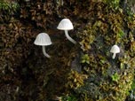 Mycena adscendens