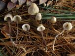 Mycena capillaripes 