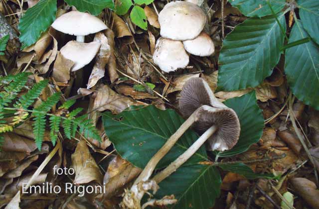 Mycena pelianthina
