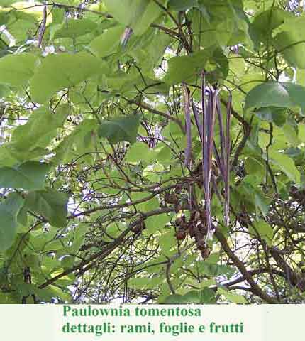 Paulownia tomentosa