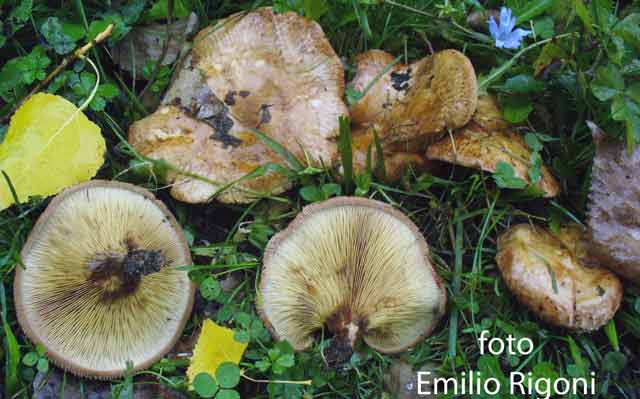  Paxillus involutus