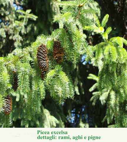 Picea excelsa