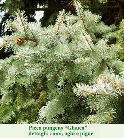 Picea pungens glauca