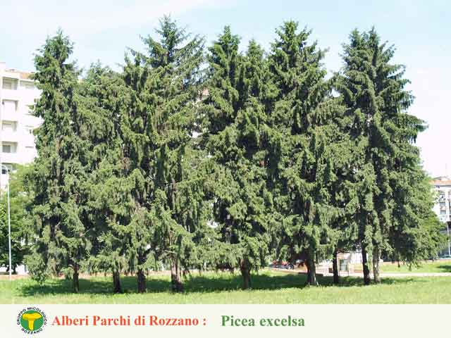 Picea excelsa