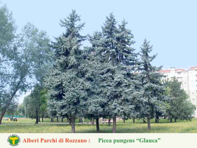 Picea pungens glauca