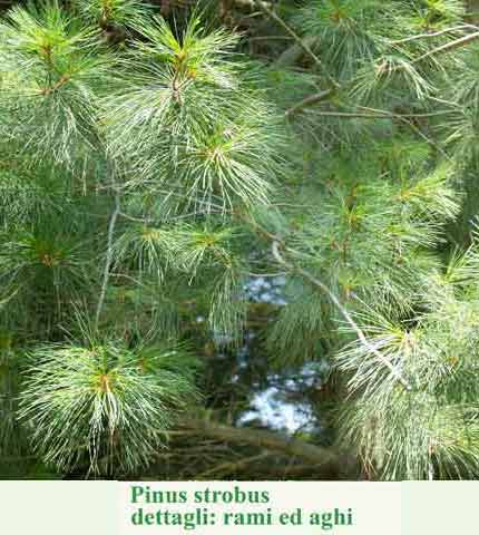 Pinus strobus