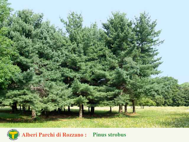 Pinus strobus