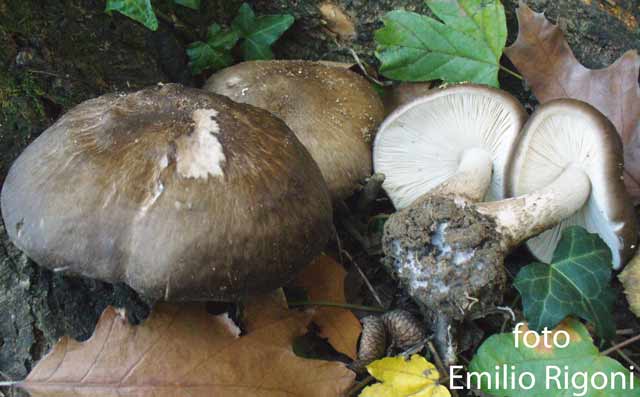 Pluteus cervinus