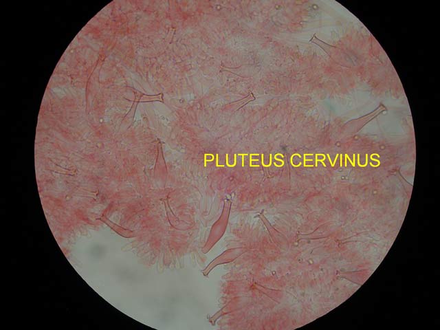 Pluteus cervinus
