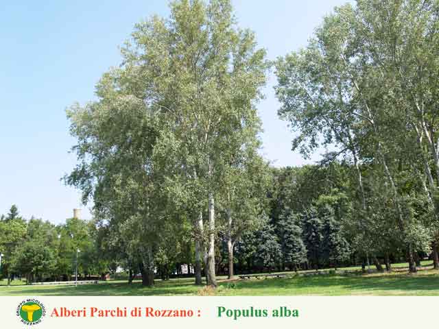 Populus alba