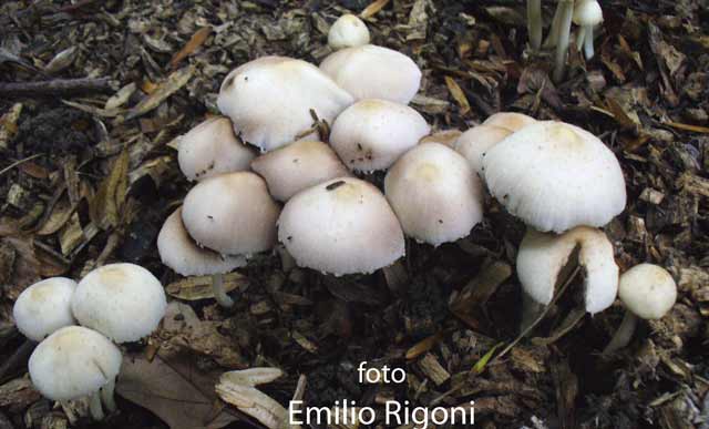 Psathyrella candolleana