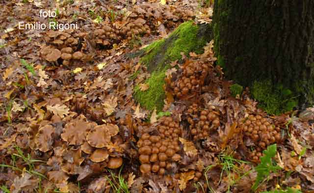 Psathyrella piluliformis