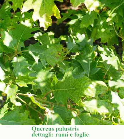 Quercus palustris