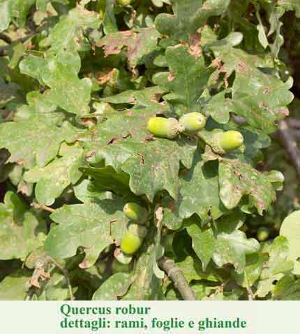 Quercus robur