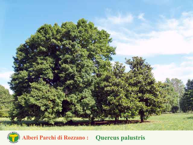 Quercus palustris