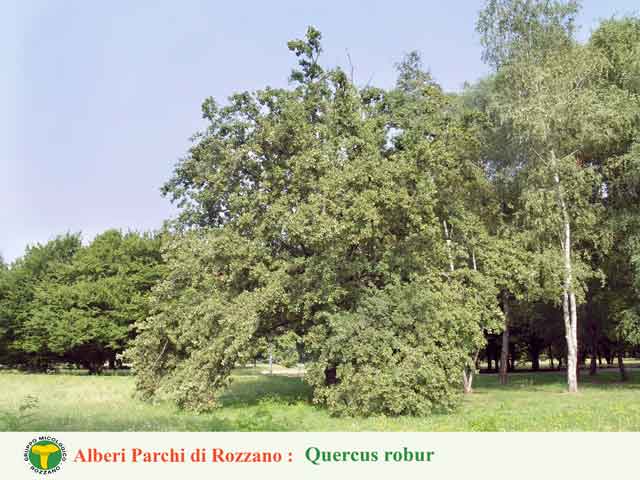 Quercus robur