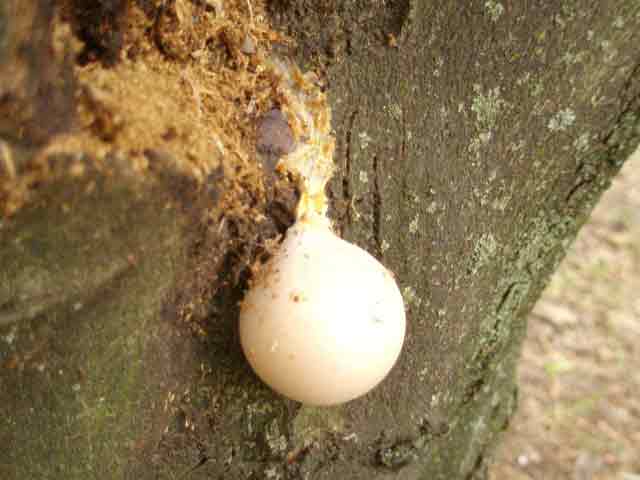 reticularia lycoperdon