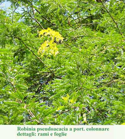 robinia_pseudoacacia a portamento colonnare