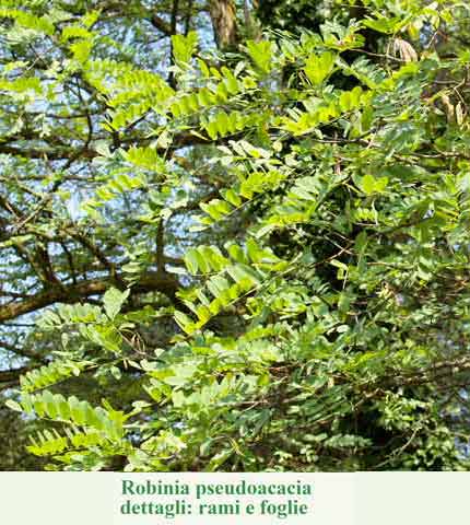 Robinia pseudoacacia