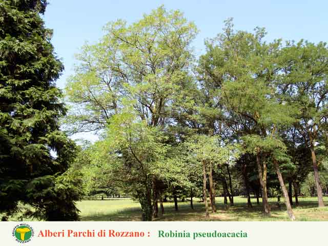 robinia_pseudoacacia