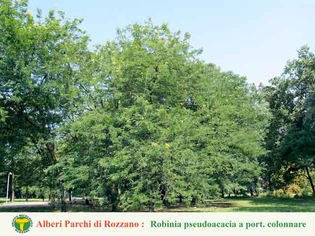 robinia_pseudoacacia a colonnare