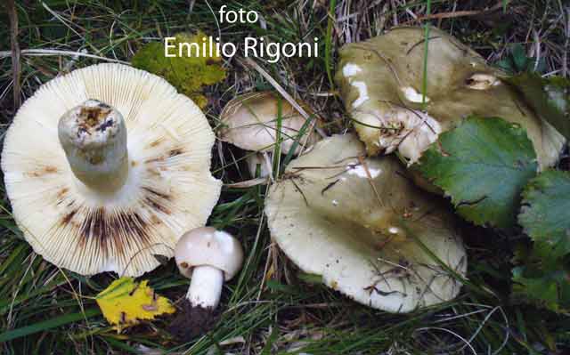  Russula aeruginea